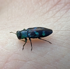 Chrysobothris chlorocephala