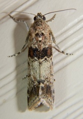 Ancylosis undulatella