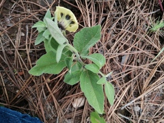 Physalis orizabae