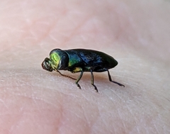 Chrysobothris chlorocephala