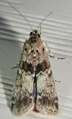 Ancylosis undulatella