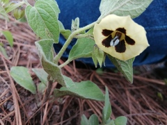 Physalis orizabae