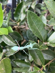 Mantodea