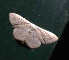Scopula incanata
