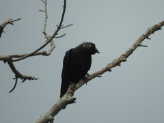 Corvus sinaloae