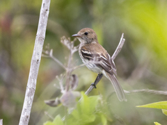 Myiophobus fasciatus