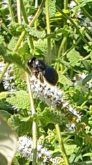 Xylocopa cantabrita