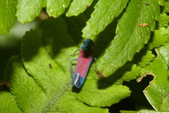 Cardioscarta flavifrons