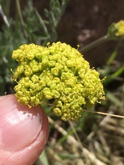 Lomatium austiniae