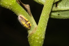 Coccoidea