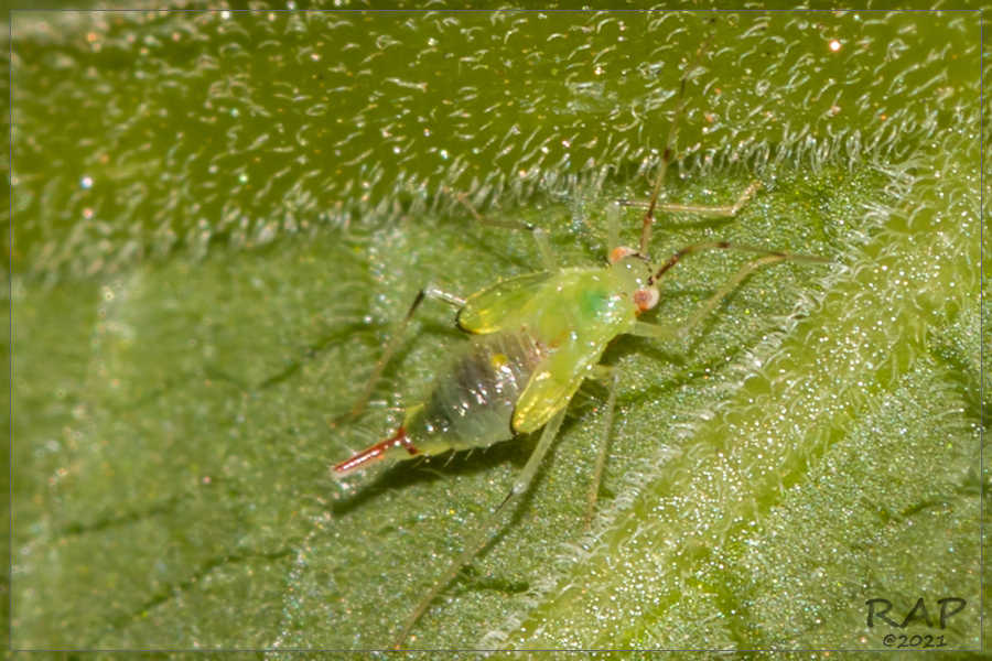 Hyaliodocoris insignis