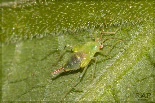 Hyaliodocoris insignis