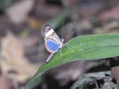 Dismorphia theucharila fortunata