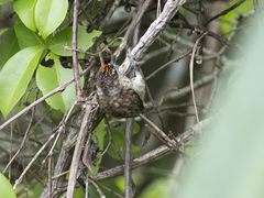 Picumnus squamulatus