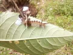 Lepidoptera