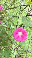 Ipomoea orizabensis