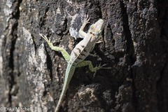 Anolis roquet salinei