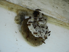 Polistinae