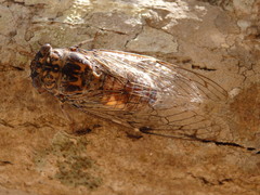 Cicada barbara lusitanica