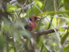 Rhodinocichla rosea
