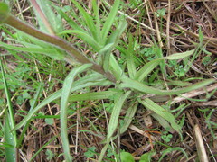 Castilleja indivisa