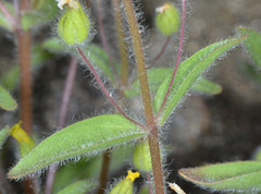 Mimetanthe pilosa