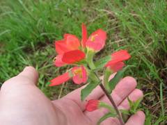 Castilleja indivisa