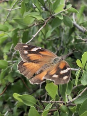 Libytheana carinenta