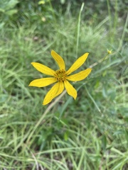 Coreopsis delphiniifolia