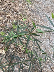 Coreopsis delphiniifolia