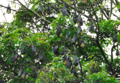 Pteropus tonganus tonganus