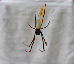 Nephila tetragnathoides