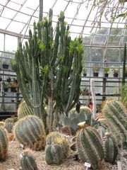 Euphorbia royleana