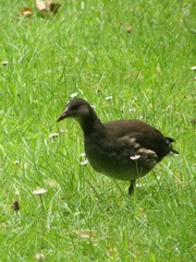 Gallinula chloropus