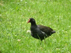 Gallinula chloropus