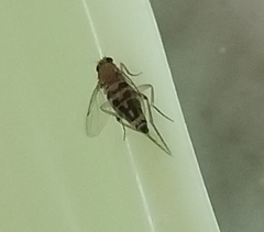 Phoridae