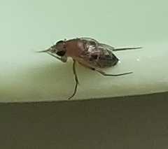 Phoridae