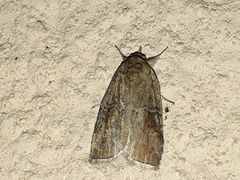 Nycteola asiatica