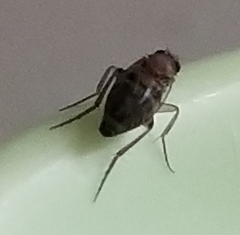 Phoridae