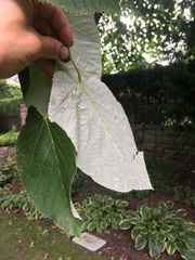 Tilia americana heterophylla
