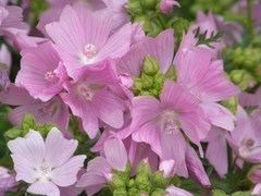 Malva moschata