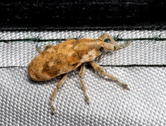 Hypolixus mastersii