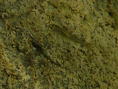 Ptychocheilus grandis