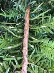 Pulvinaria floccifera