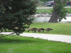 Branta canadensis