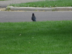 Corvus brachyrhynchos