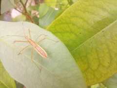 Hemiptera