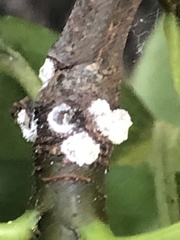 Phenacoccus dearnessi