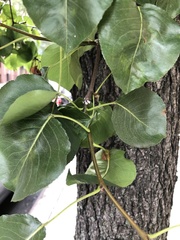 Phenacoccus dearnessi