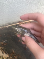 Lithobates catesbeianus